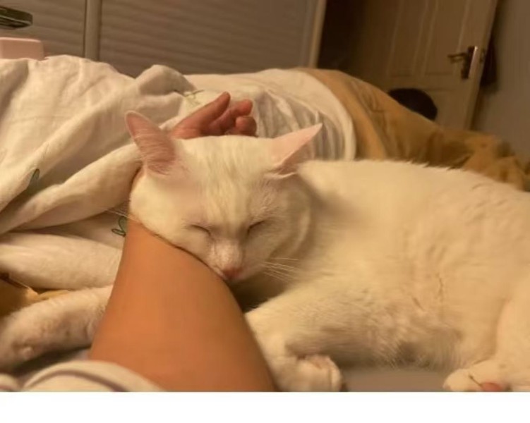 Air Purifier Air Purifier